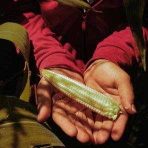 Ibsan, in Guatemala, holds out a piece of corn. Photo: Luisa Dörr / Shelter For Kids